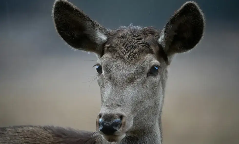 Unterwegs auf den Autobahnen Rumäniens: Reisemöglichkeiten mit Vignette