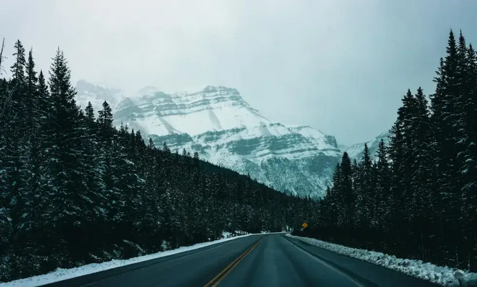Wildlife crossings over highways: new pathways to harmony between nature and humans
